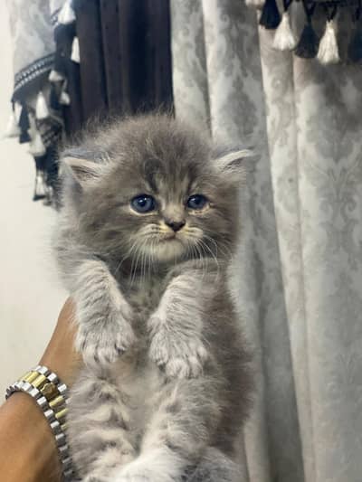 high quality person kitten for sale