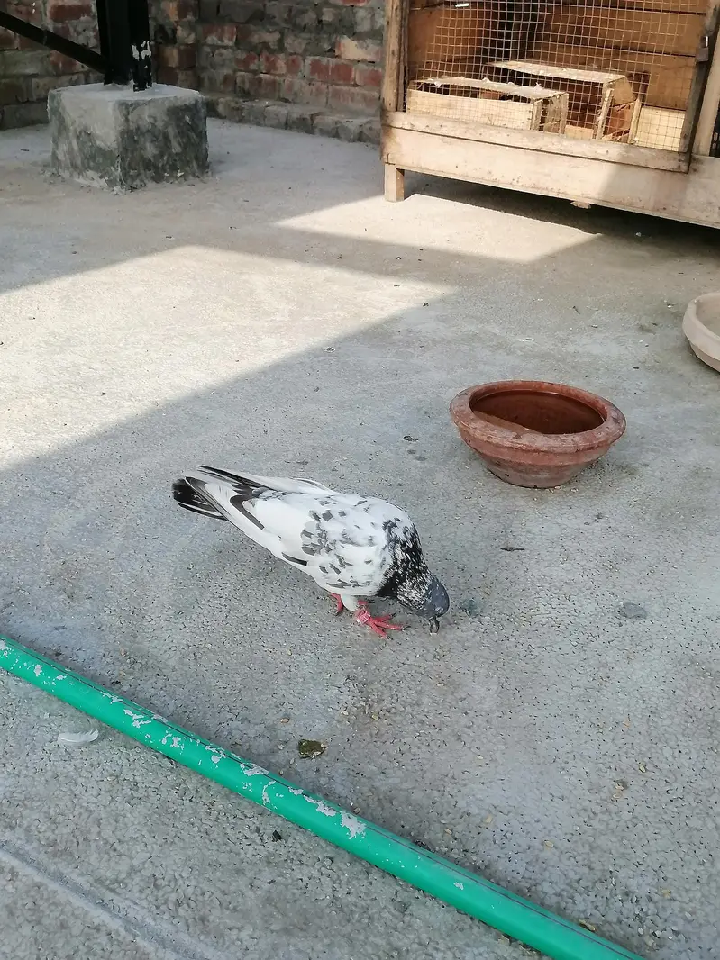 Kabutar for  sale 1 peace 600 — photo 2