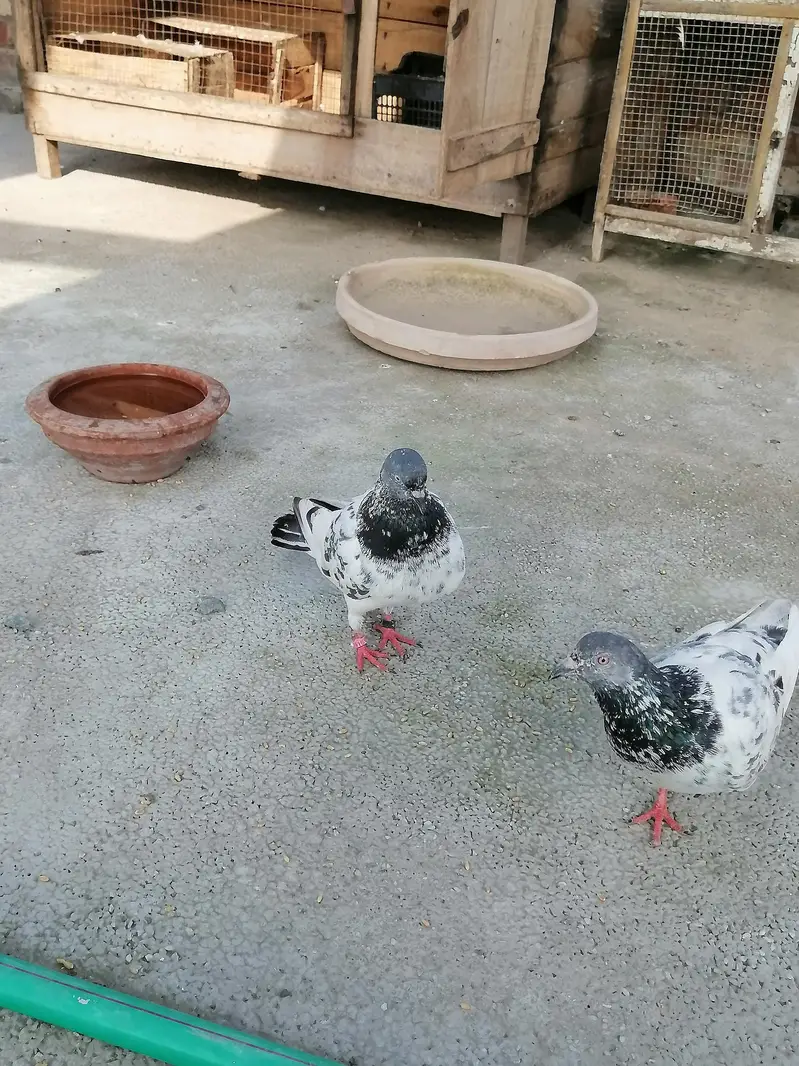 Kabutar for  sale 1 peace 600 — photo 3