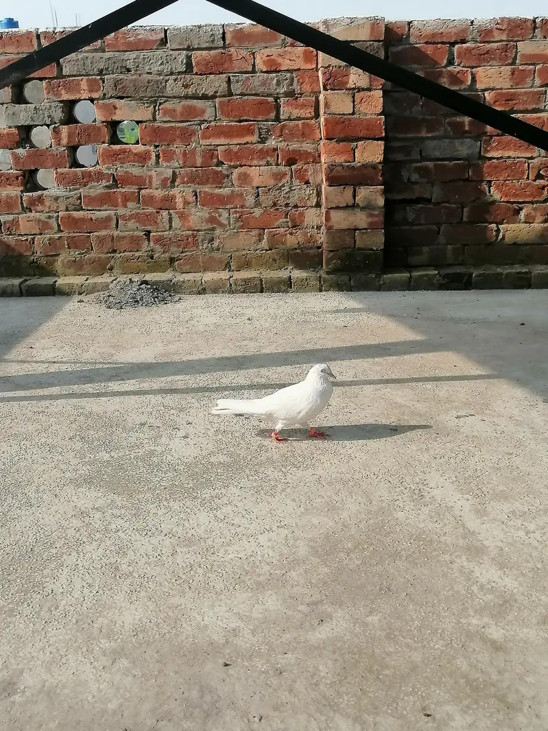 Kabutar for  sale 1 peace 600 — photo 9