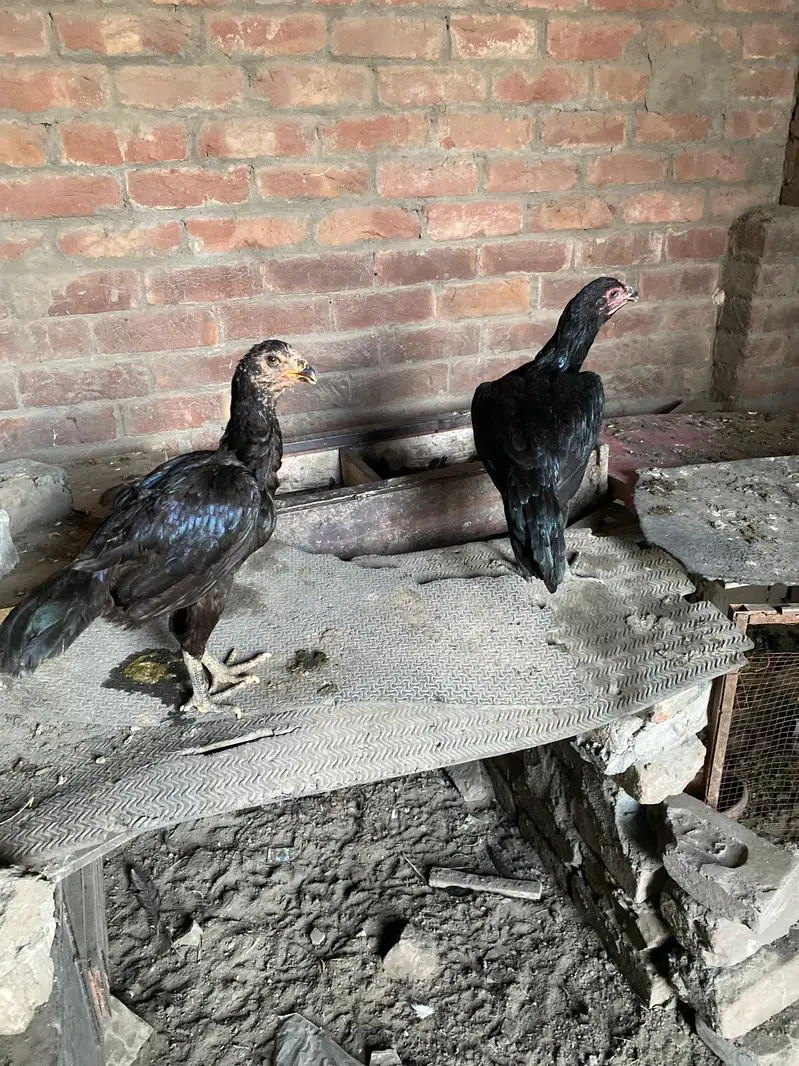 Aseel murgi murga mix 2000 per hen male female contact num 03244074654 — photo 3