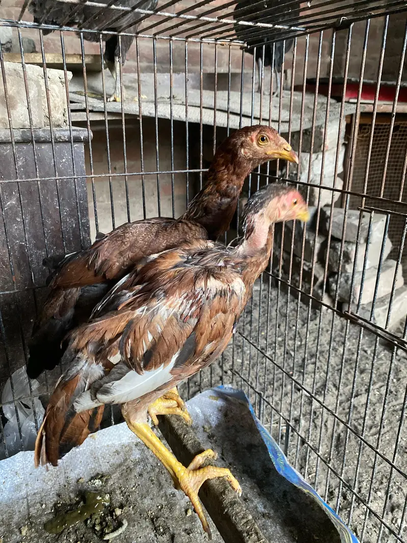Aseel murgi murga mix 2000 per hen male female contact num 03244074654 — photo 4