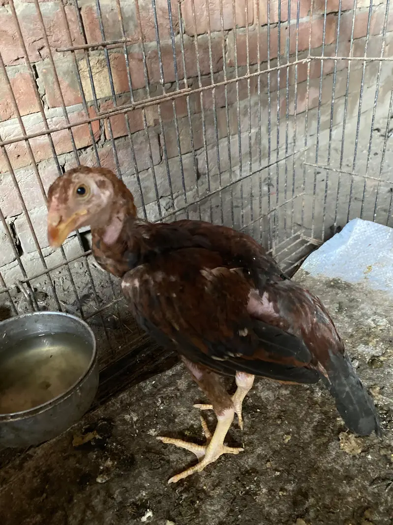 Aseel murgi murga mix 2000 per hen male female contact num 03244074654 — photo 5