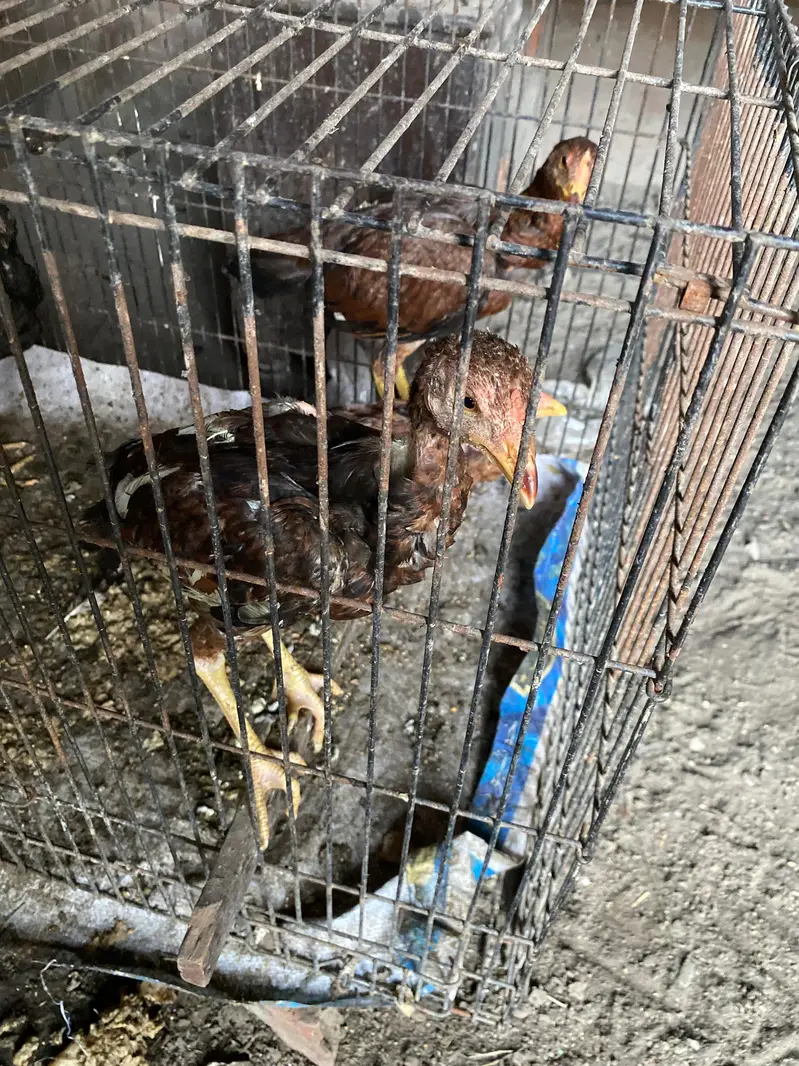 Aseel murgi murga mix 2000 per hen male female contact num 03244074654 — photo 6