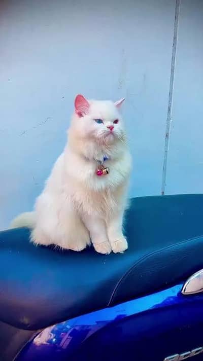 Persian cat long coat 1 year