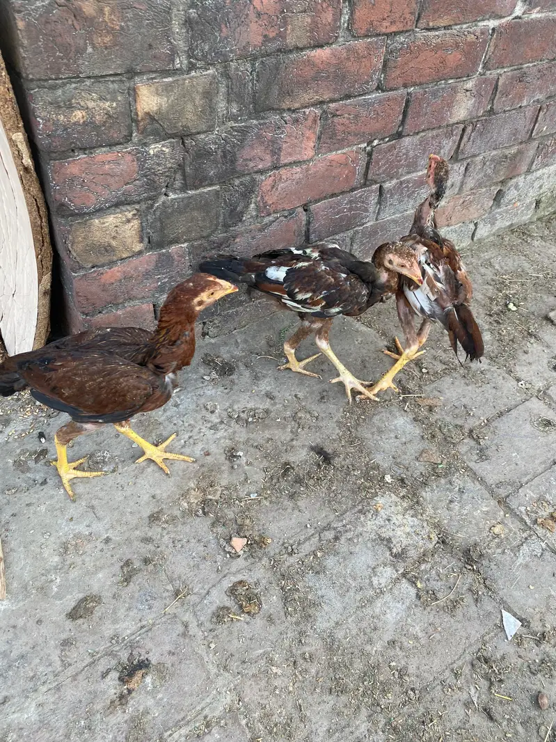 Aseel murgi murga mix 2000 per hen male female contact num 03244074654 — photo 7