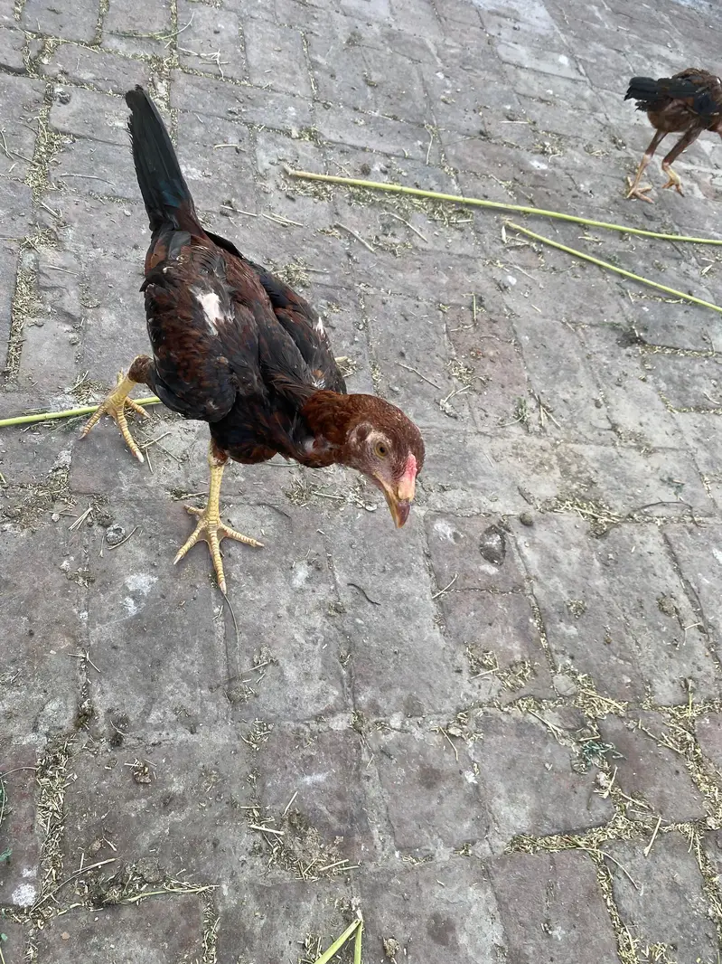 Aseel murgi murga mix 2000 per hen male female contact num 03244074654 — photo 8