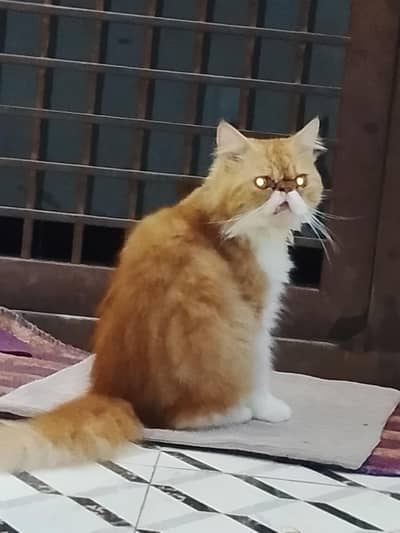 PERSIAN PEKI PUNCH FACE MALE CAT FOR SALE