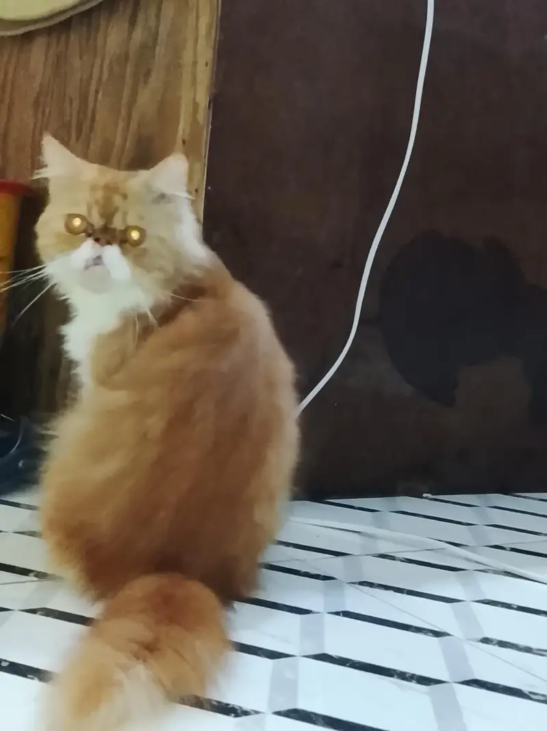 PERSIAN PEKI PUNCH FACE MALE CAT FOR SALE — photo 2
