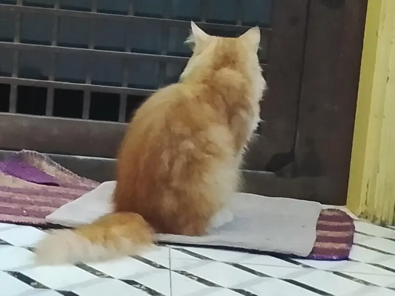PERSIAN PEKI PUNCH FACE MALE CAT FOR SALE — photo 3