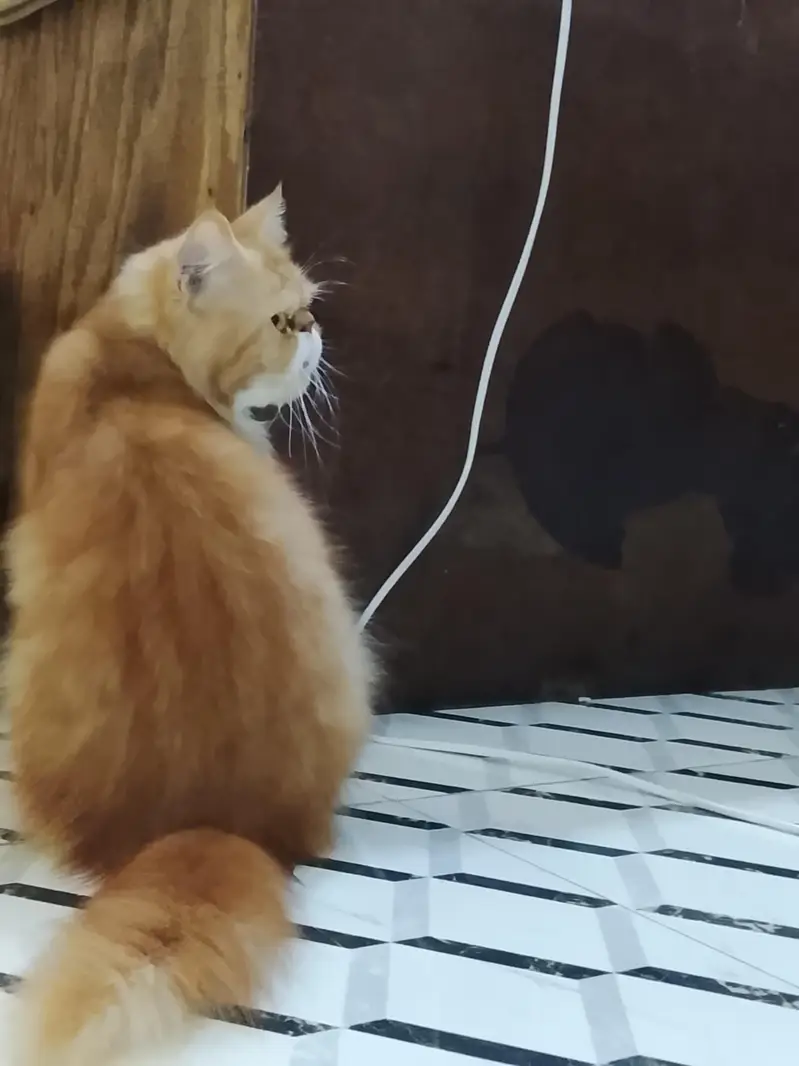 PERSIAN PEKI PUNCH FACE MALE CAT FOR SALE — photo 4