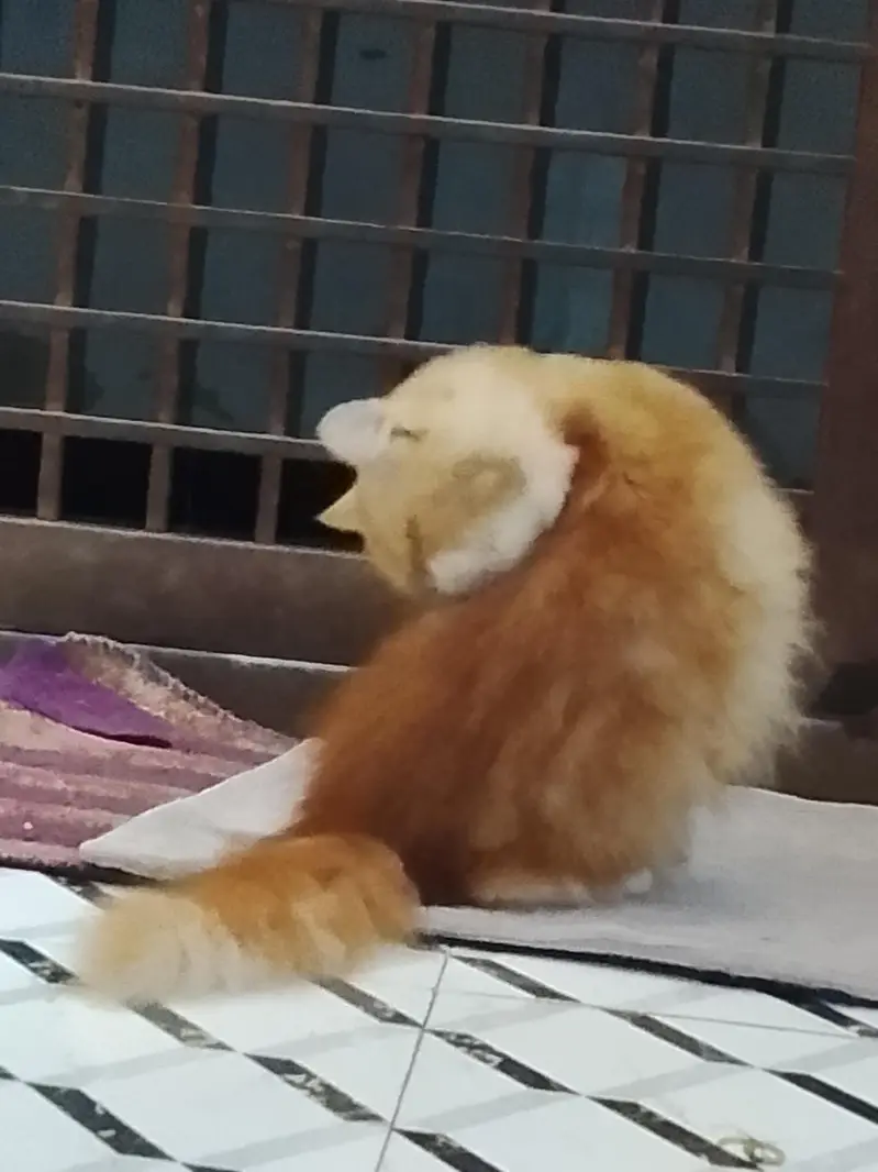 PERSIAN PEKI PUNCH FACE MALE CAT FOR SALE — photo 5