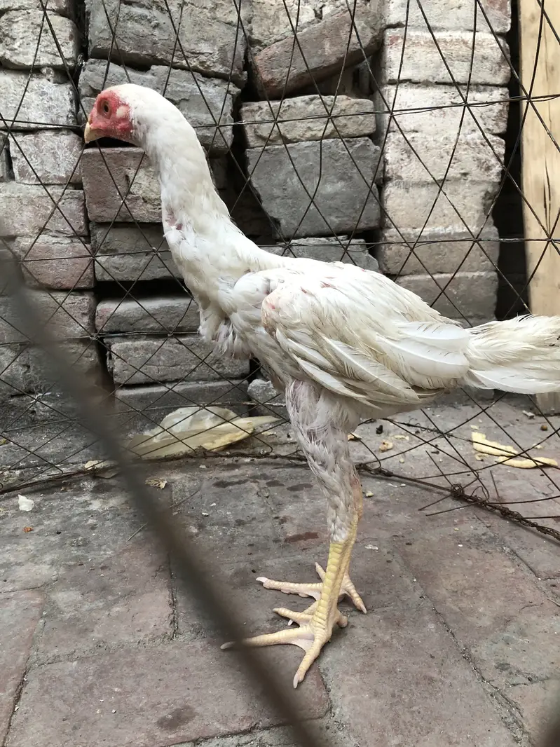 Shamo breed — photo 2