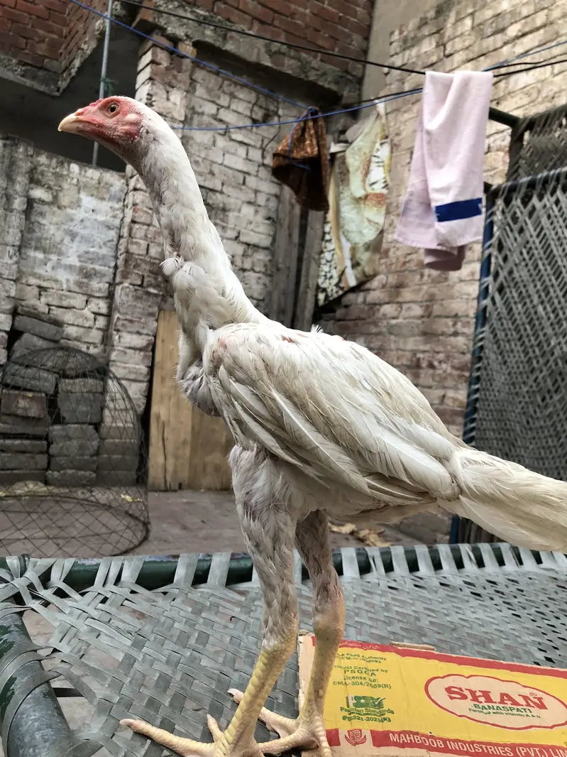 Shamo breed — photo 3