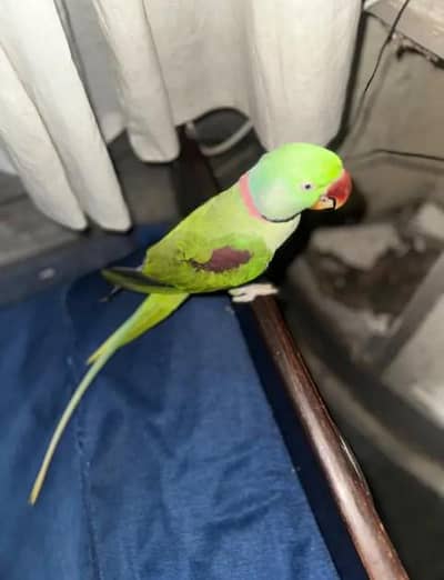 Kashmir Raw parrot 