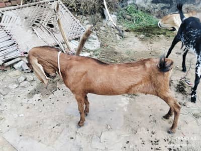 2 bakrian aur 2 bakry for sale