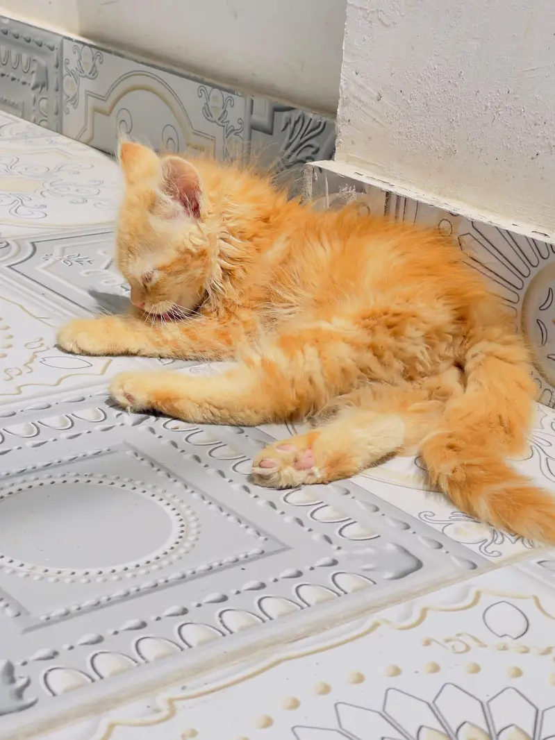 Persian Male Cat for Sale — photo 2
