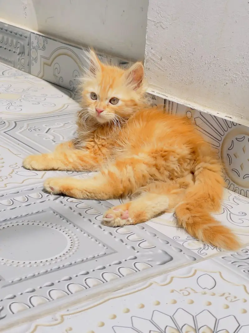 Persian Male Cat for Sale — photo 3