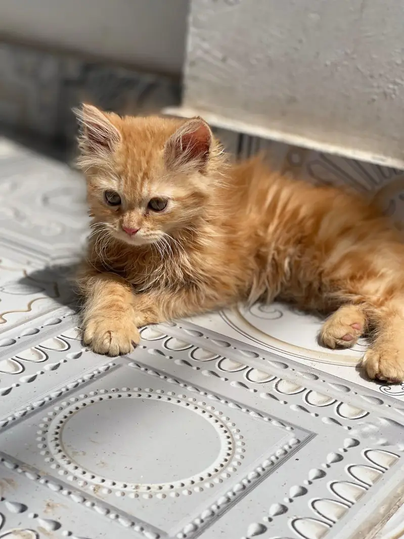 Persian Male Cat for Sale — photo 4