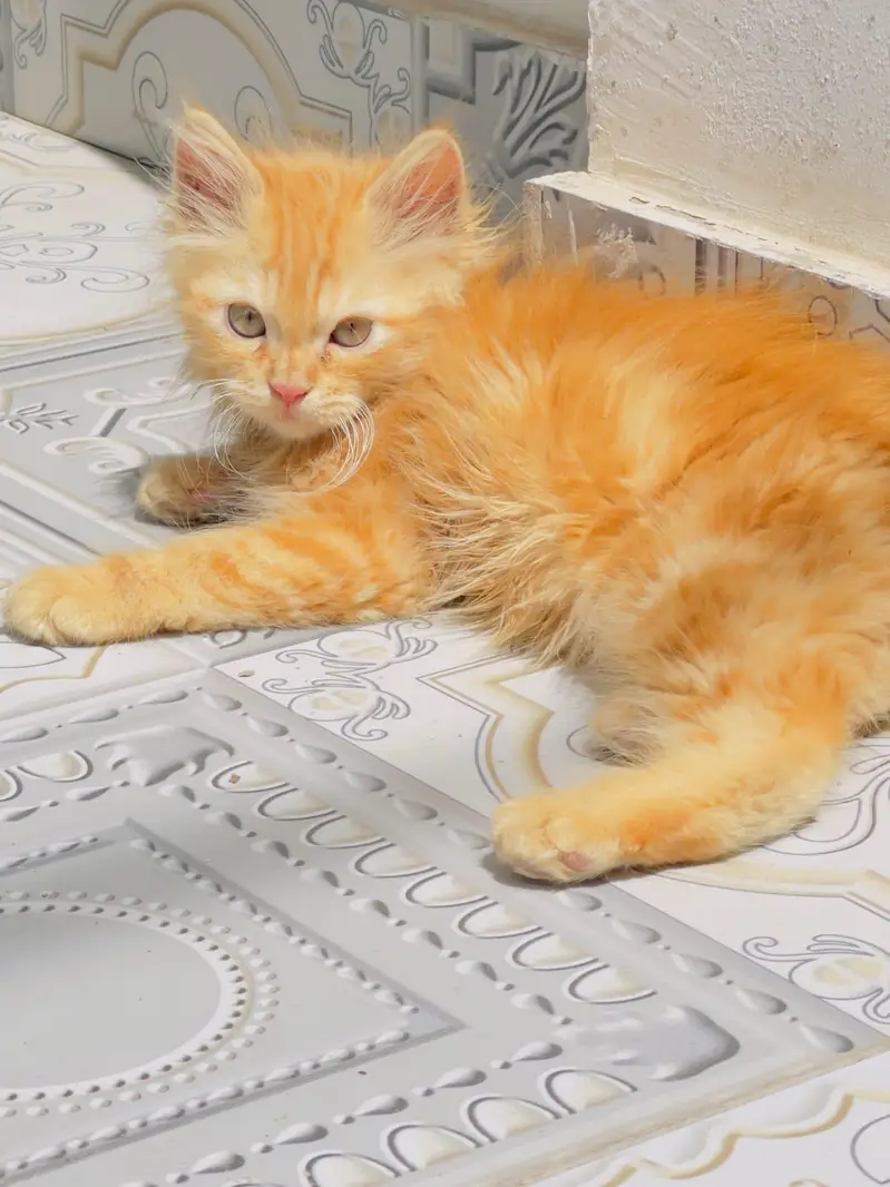 Persian Male Cat for Sale — photo 5