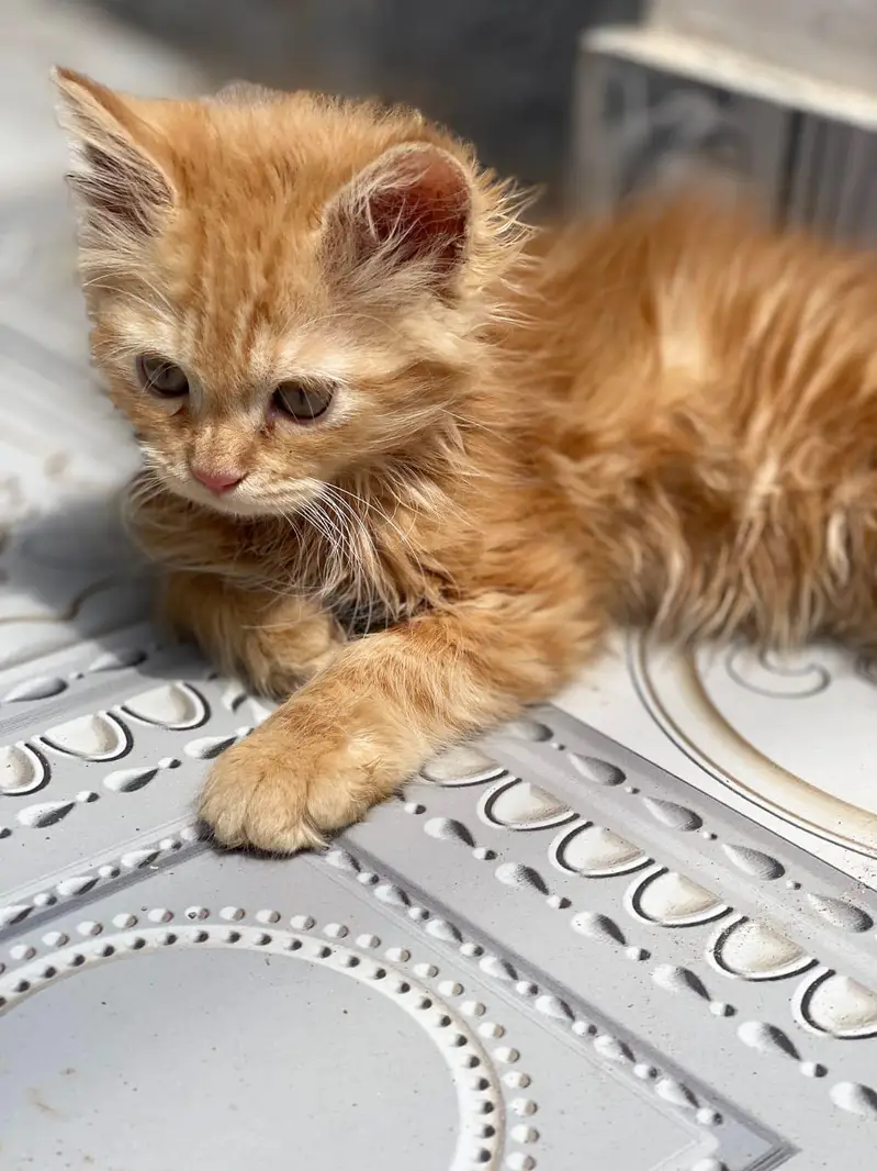 Persian Male Cat for Sale — photo 6