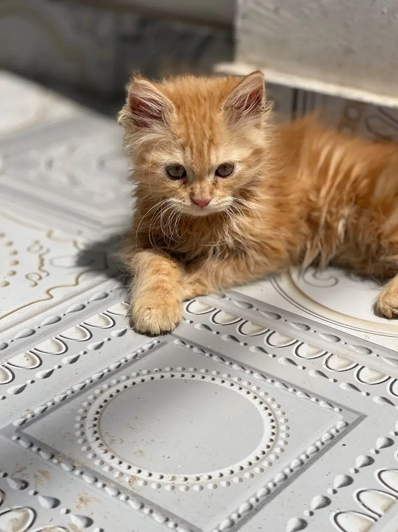 Persian Male Cat for Sale — photo 7
