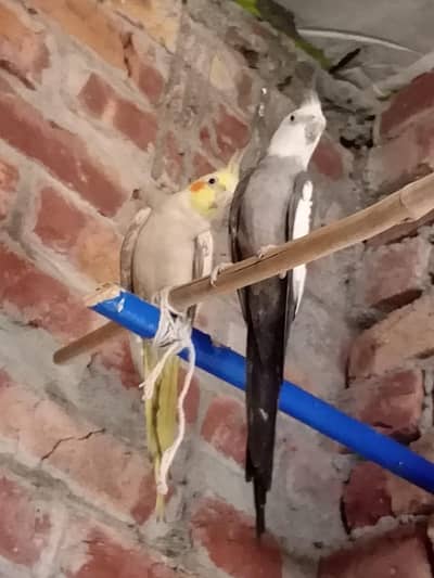 brider pair