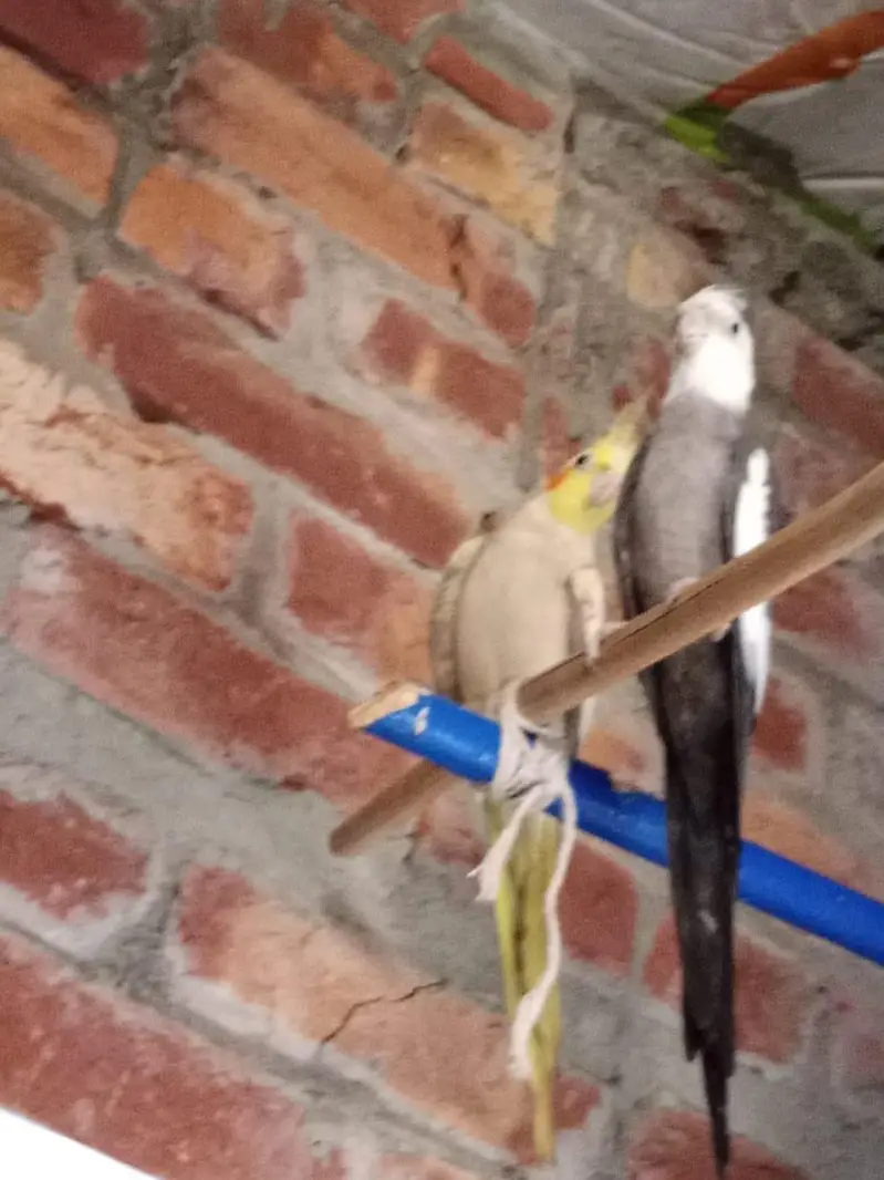 brider pair — photo 2