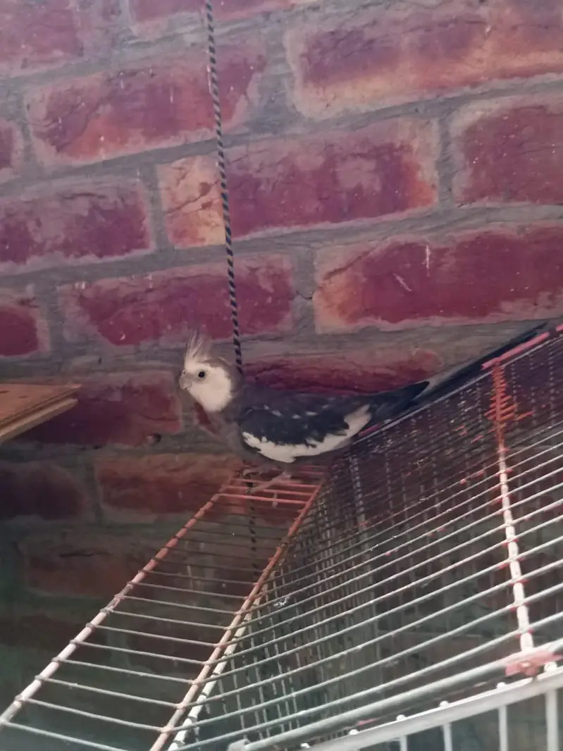 brider pair — photo 5