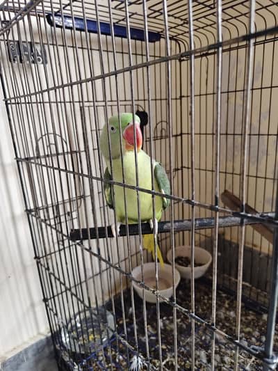 Raw parrot for sale