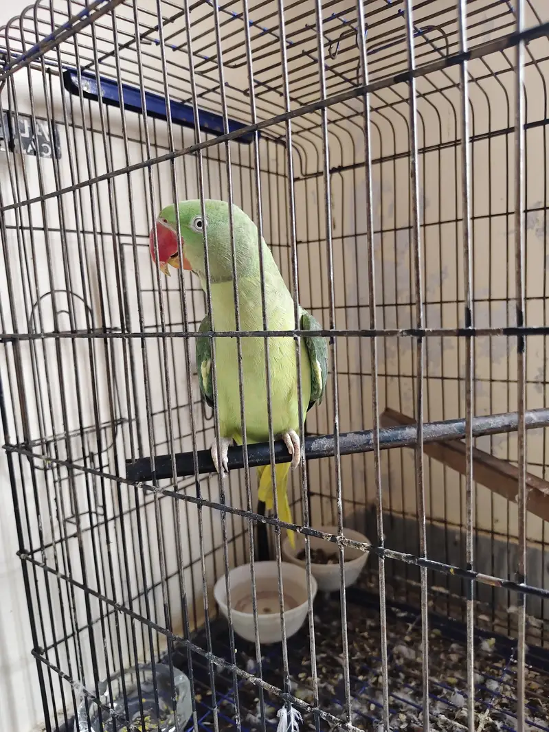 Raw parrot for sale — photo 2