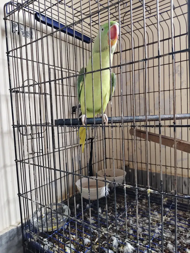 Raw parrot for sale — photo 3