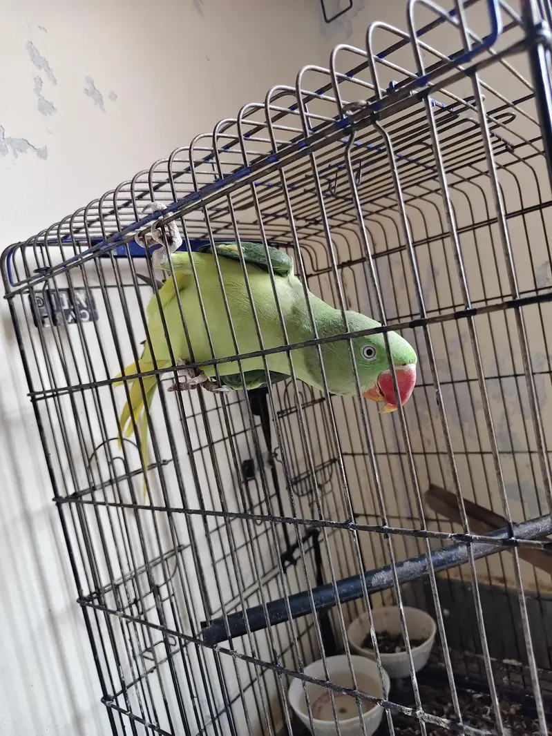 Raw parrot for sale — photo 4