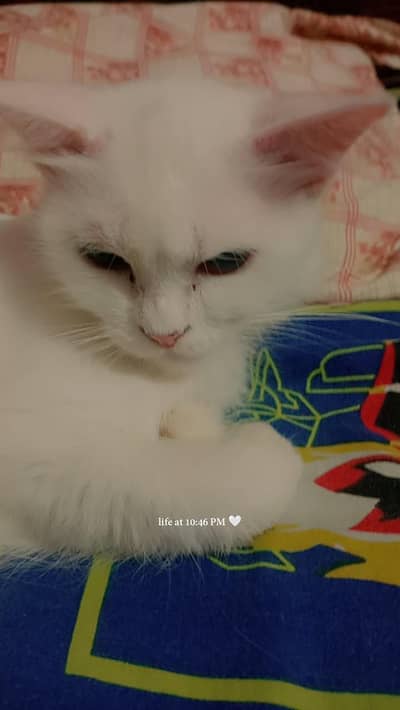 cute Persian cat