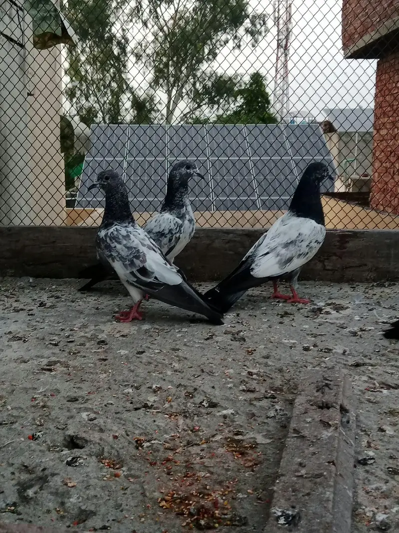 teddy chapray pigeon — photo 2