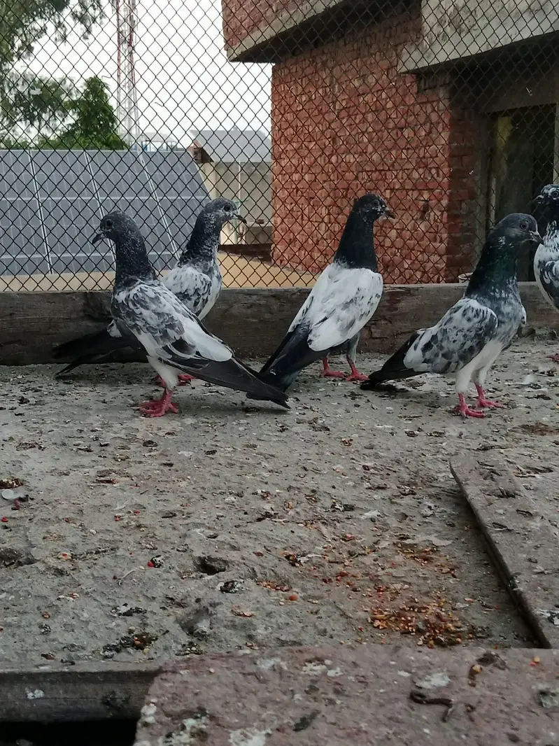 teddy chapray pigeon — photo 3