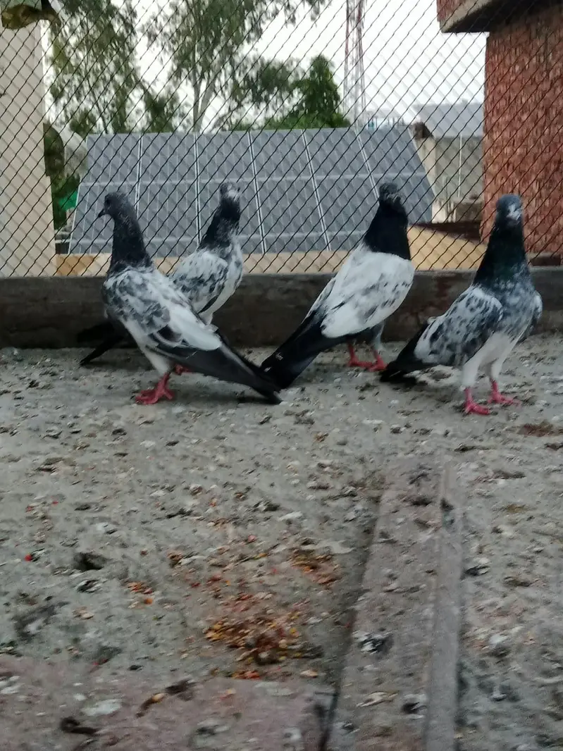 teddy chapray pigeon — photo 4