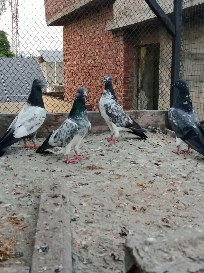 teddy chapray pigeon — photo 5