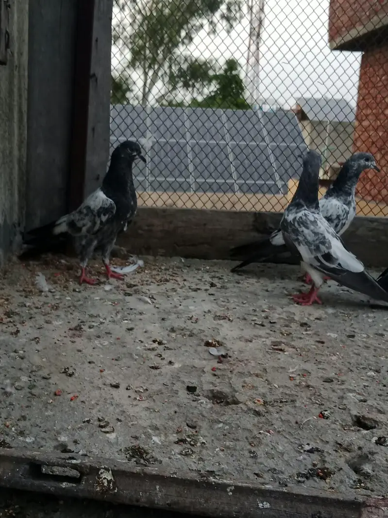 teddy chapray pigeon — photo 6