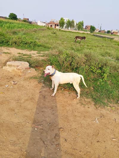 Gultair Dog