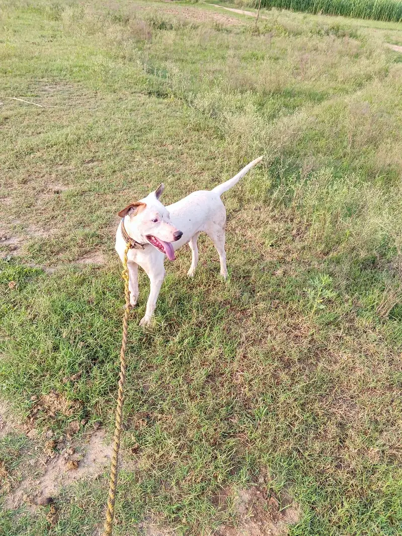 Gultair Dog — photo 2