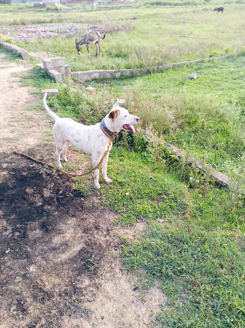 Gultair Dog — photo 3