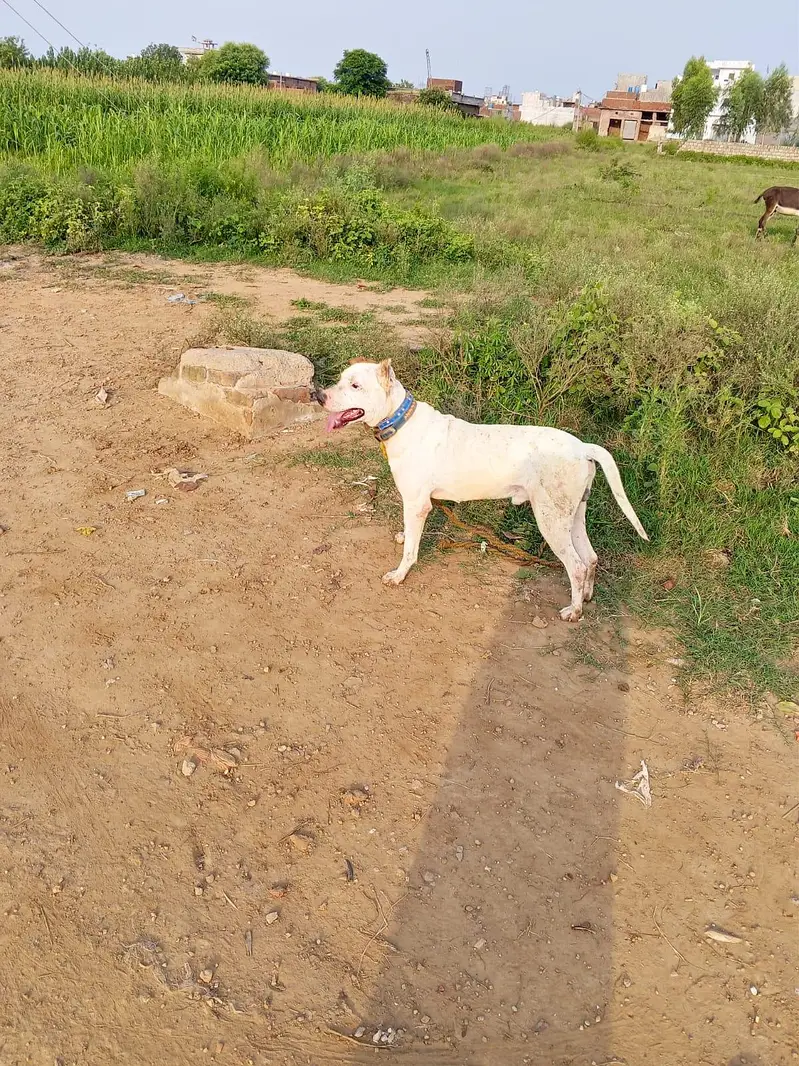 Gultair Dog — photo 4