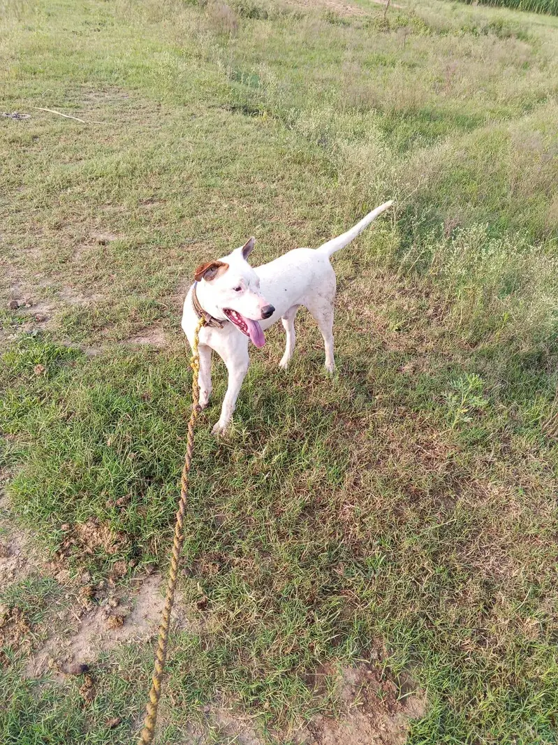 Gultair Dog — photo 5