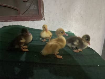 2 pair duck baby 03213831829