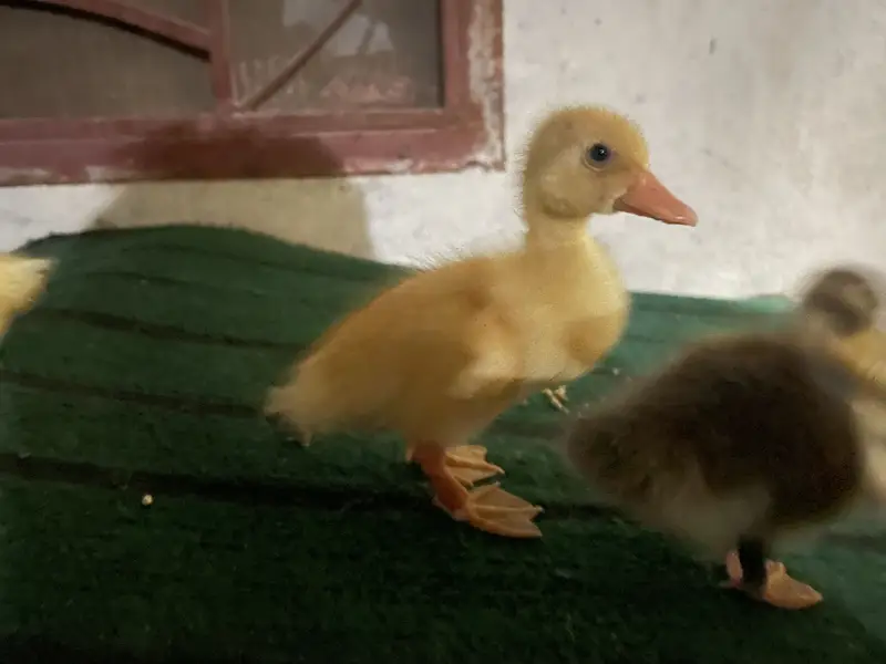2 pair duck baby 03213831829 — photo 2