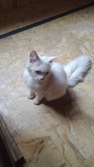 fully white cat with blue eyes fully active