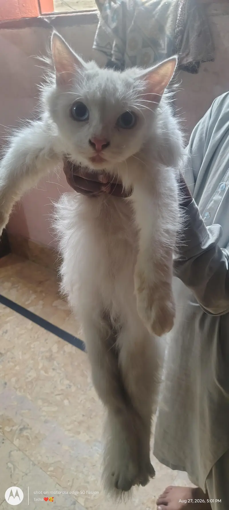 fully white cat with blue eyes fully active — photo 2