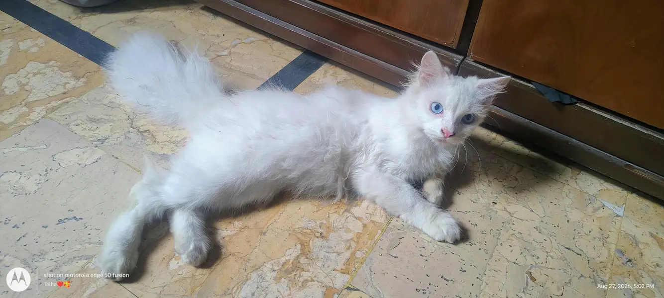 fully white cat with blue eyes fully active — photo 3