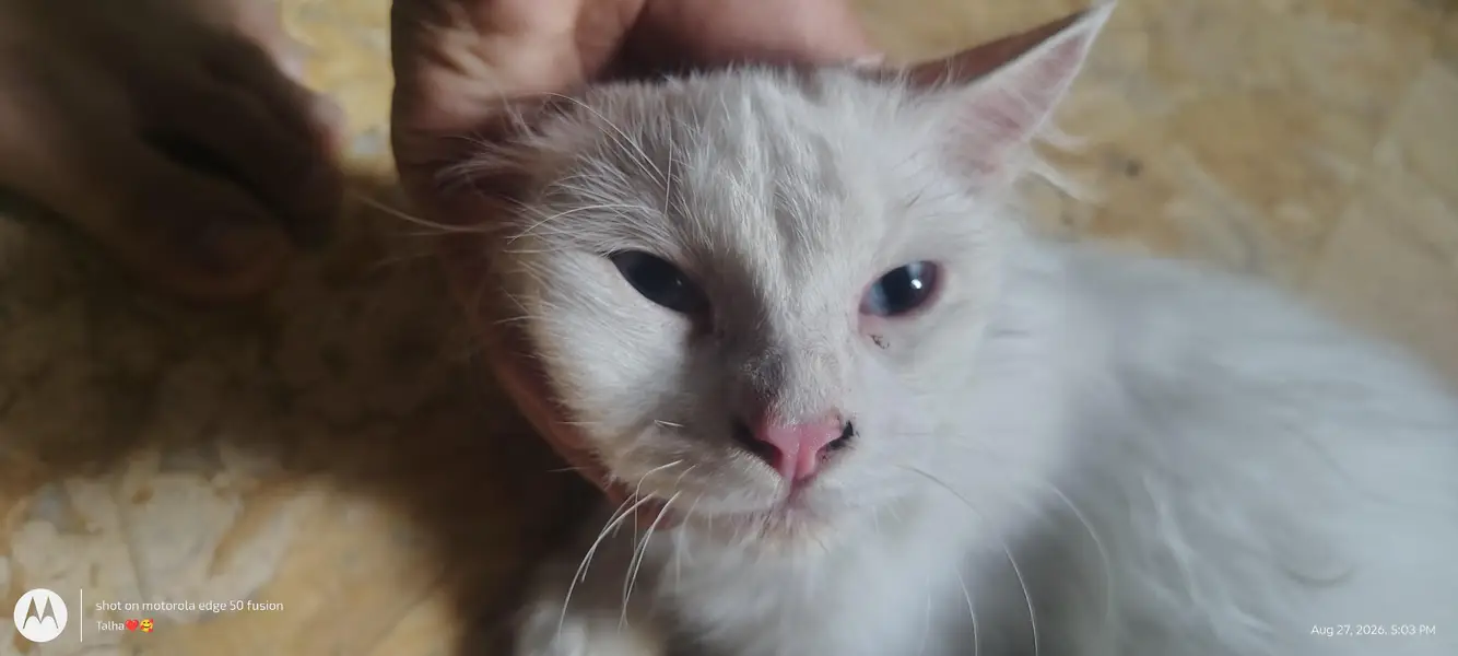 fully white cat with blue eyes fully active — photo 4